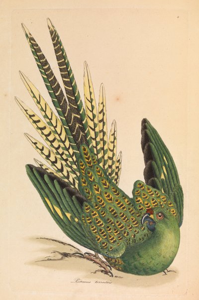 Ground Parrot, Psittacus terrestris by James Sowerby